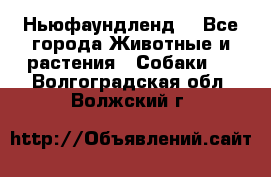 Ньюфаундленд  - Все города Животные и растения » Собаки   . Волгоградская обл.,Волжский г.